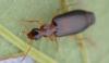 341434 – Photo : Christian Berquer – France (50)
